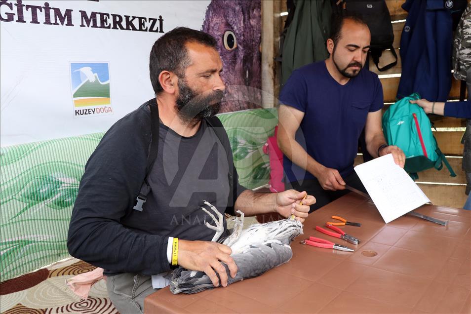 حضور زودهنگام پرندگان مهاجر در ایغدیر ترکیه