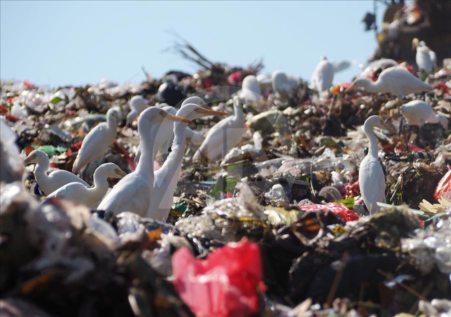Sekawanan burung Kuntul membuat gunung sampah tidak berbau.
