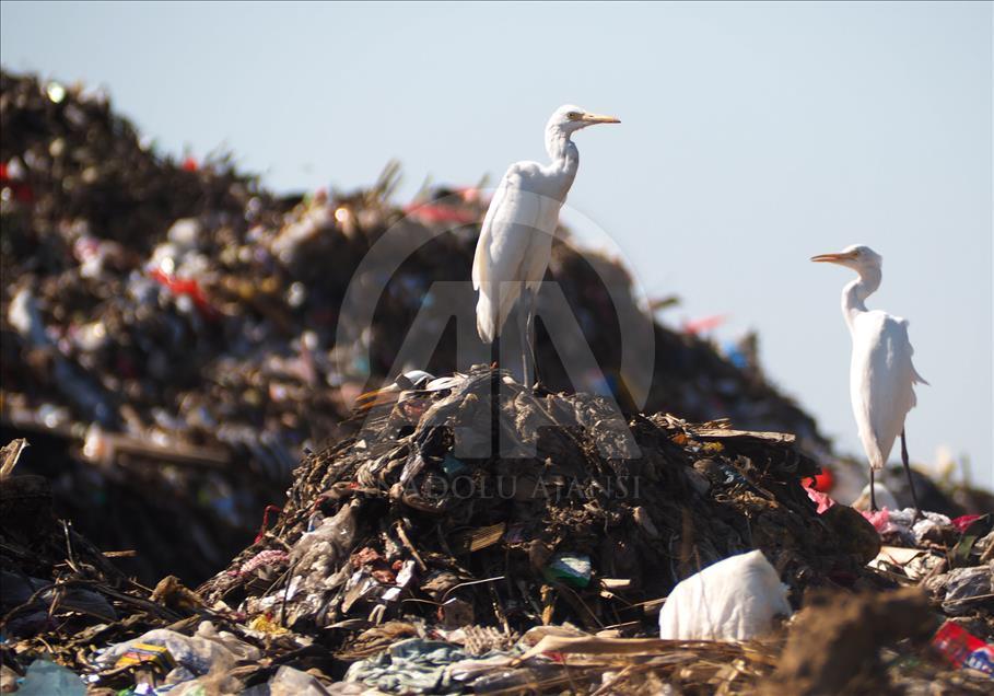 Sekawanan burung Kuntul membuat gunung sampah tidak berbau.