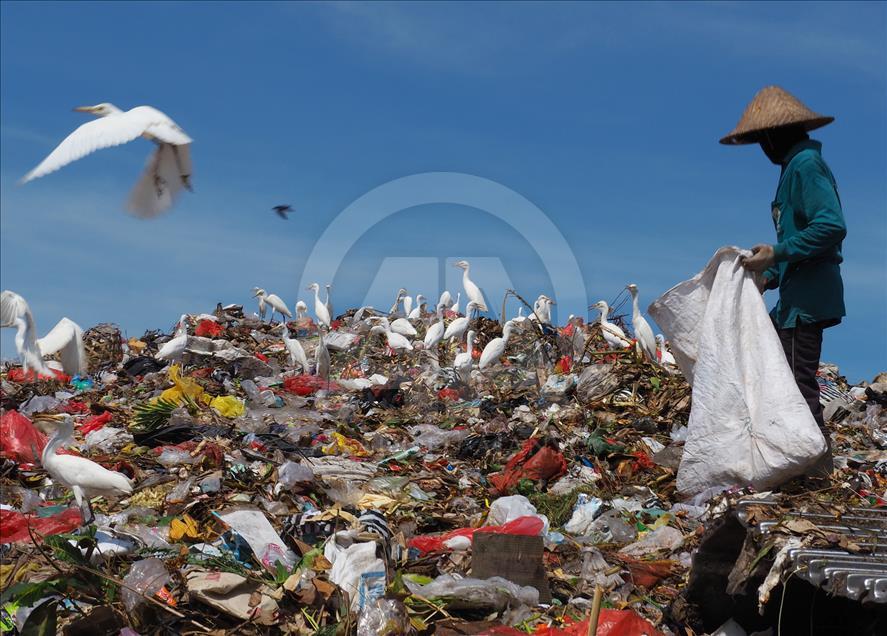 Sekawanan burung Kuntul membuat gunung sampah tidak berbau.
