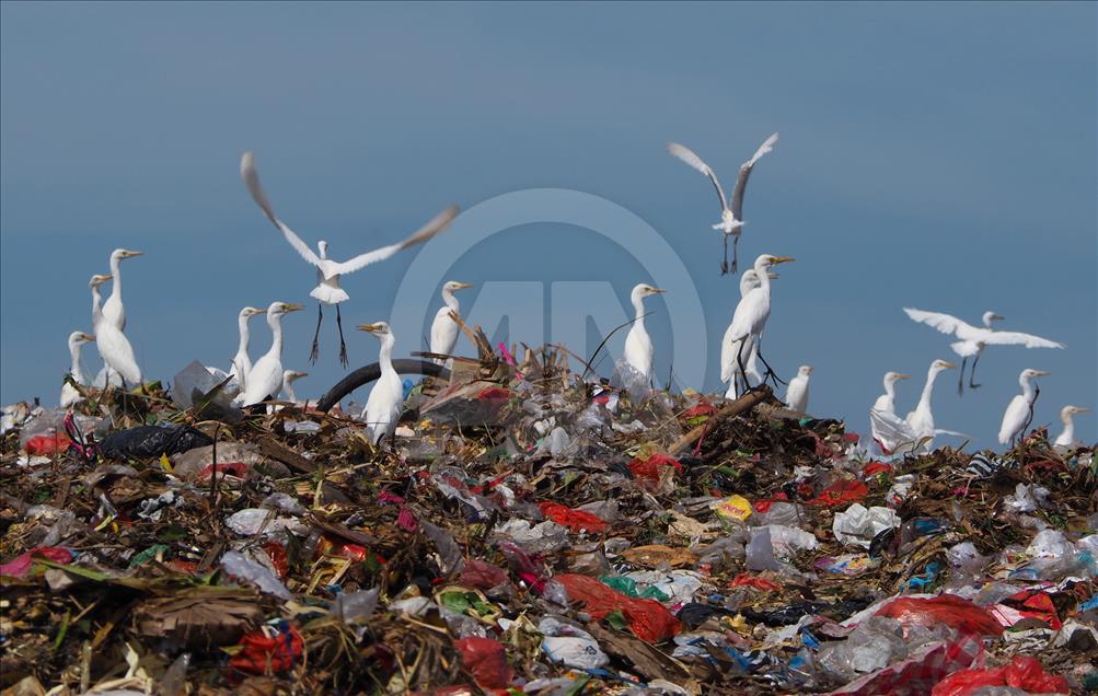 Sekawanan burung Kuntul membuat gunung sampah tidak berbau.