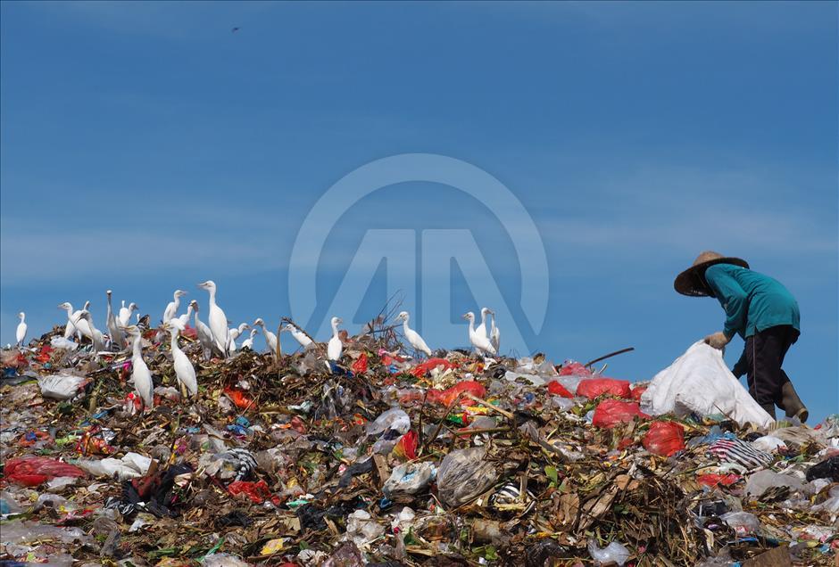 Sekawanan burung Kuntul membuat gunung sampah tidak berbau.