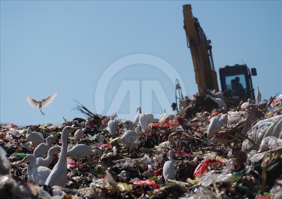 Sekawanan burung Kuntul membuat gunung sampah tidak berbau.