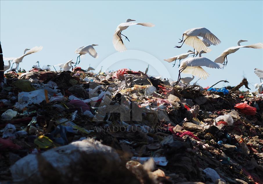 Sekawanan burung Kuntul membuat gunung sampah tidak berbau.