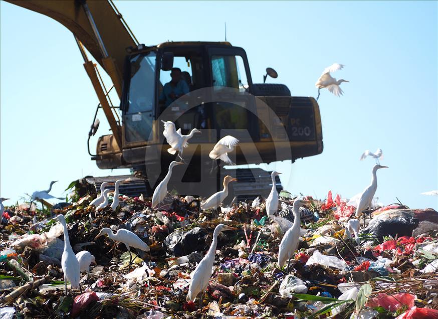 Sekawanan burung Kuntul membuat gunung sampah tidak berbau.