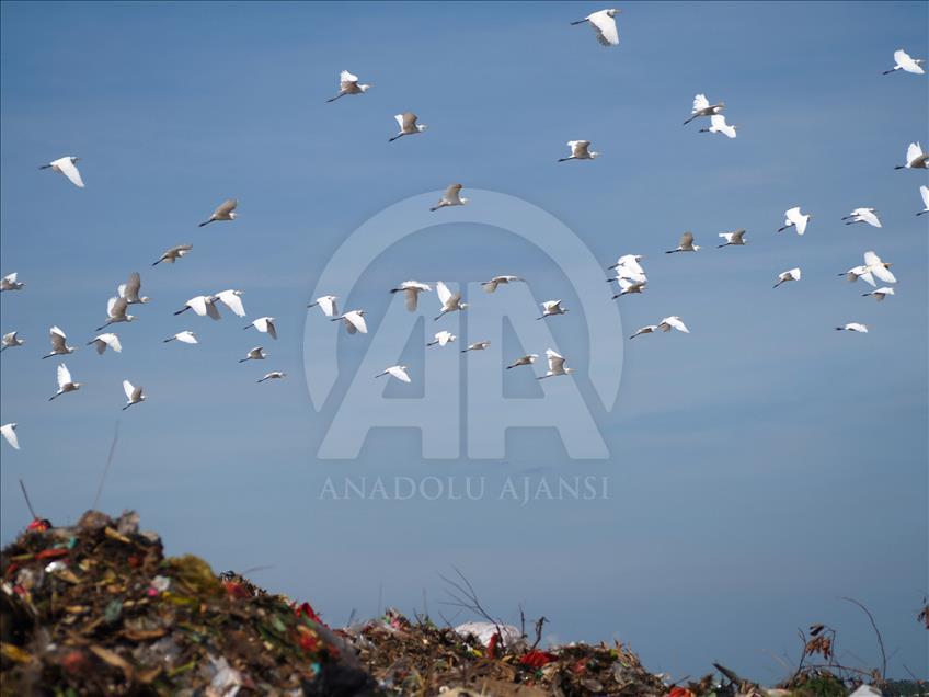 Sekawanan burung Kuntul membuat gunung sampah tidak berbau.