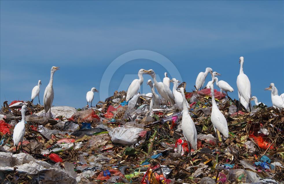 Sekawanan burung Kuntul membuat gunung sampah tidak berbau.