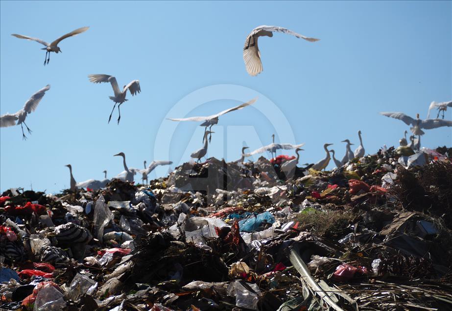 Sekawanan burung Kuntul membuat gunung sampah tidak berbau.
