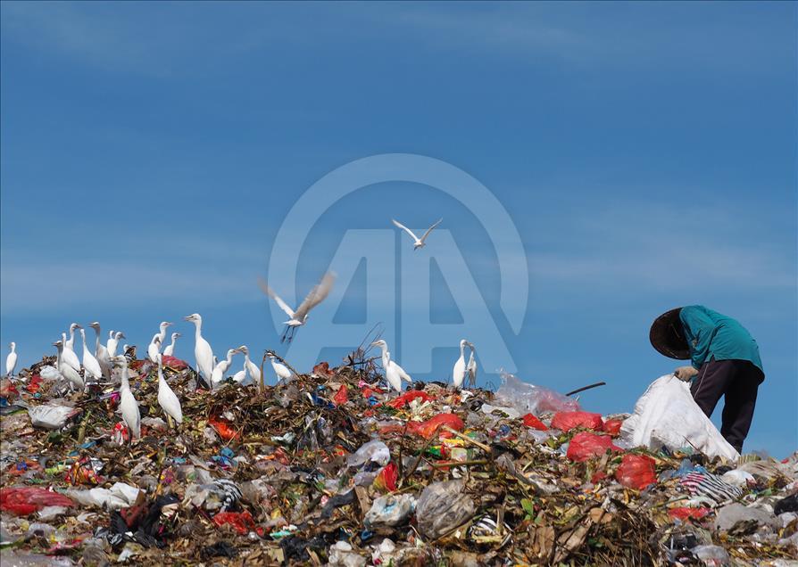 Sekawanan burung Kuntul membuat gunung sampah tidak berbau.