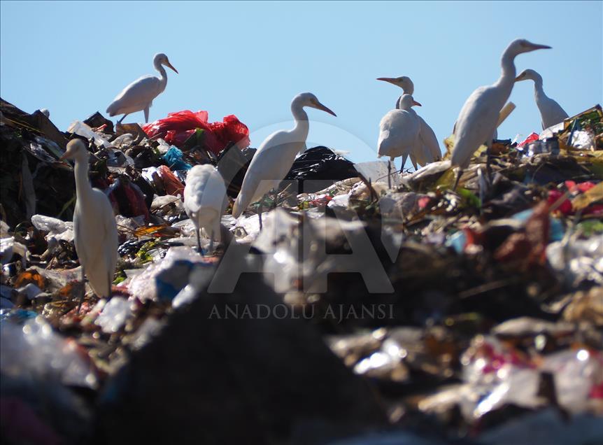 Sekawanan burung Kuntul membuat gunung sampah tidak berbau.