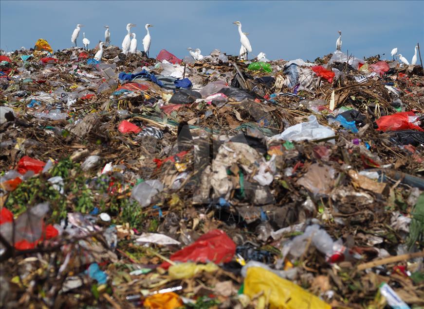 Sekawanan burung Kuntul membuat gunung sampah tidak berbau.