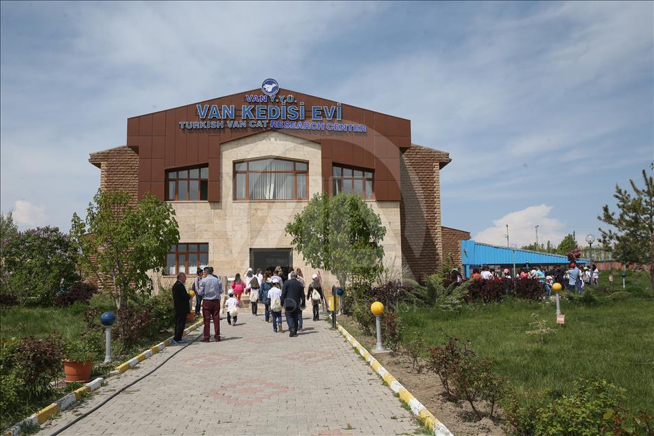 Van kedileri "özel havuzlar"da yüzecek