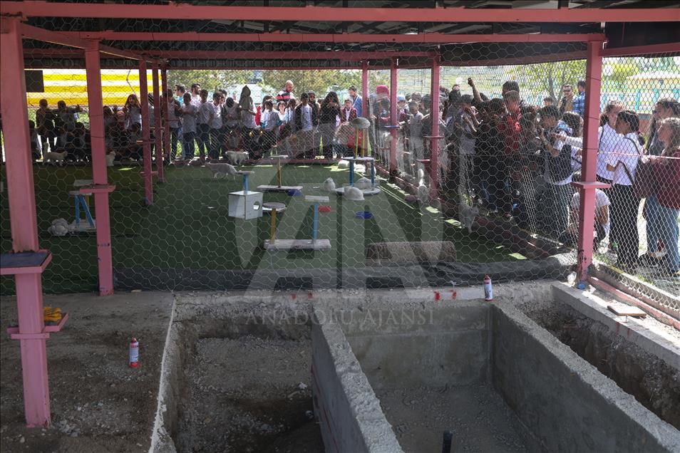 Van kedileri "özel havuzlar"da yüzecek