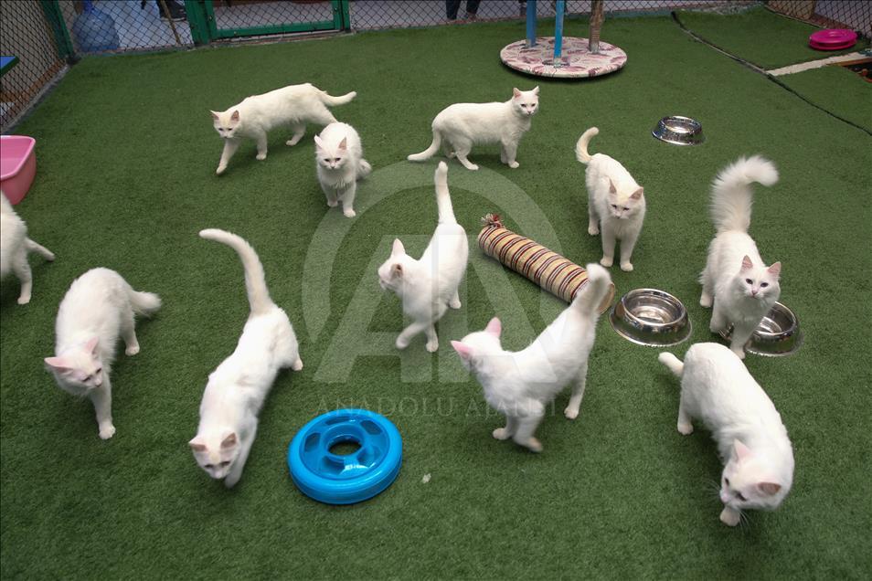 Van kedileri "özel havuzlar"da yüzecek