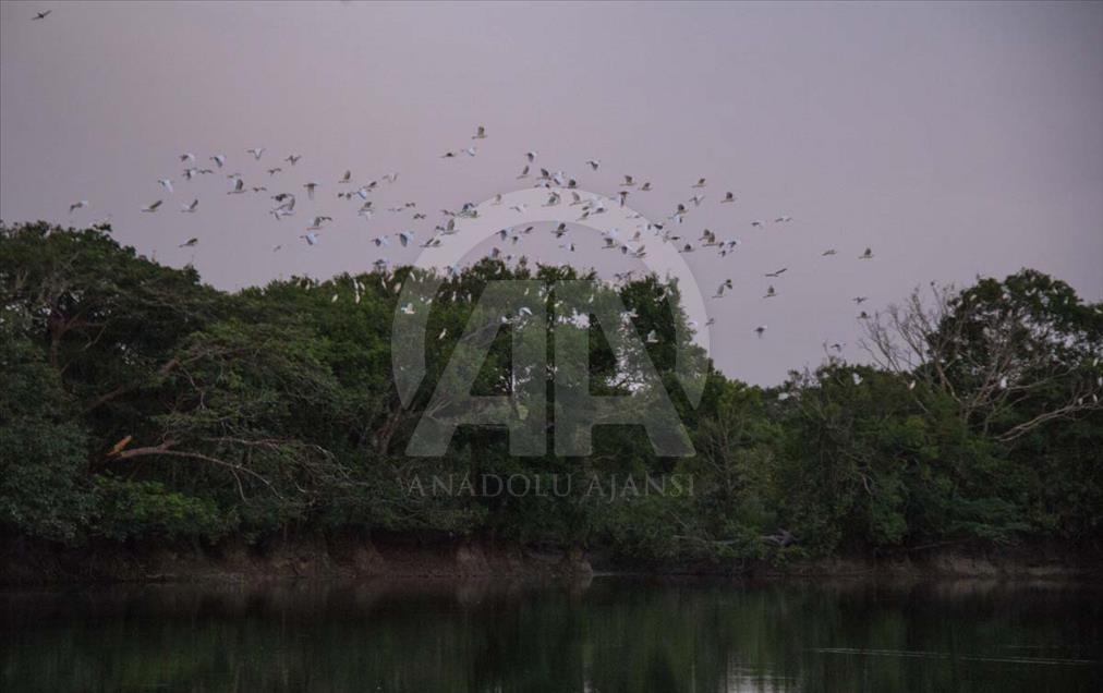 La Serranía de Manacacías, un paraíso en la Orinoquía colombiana en riesgo de desaparecer