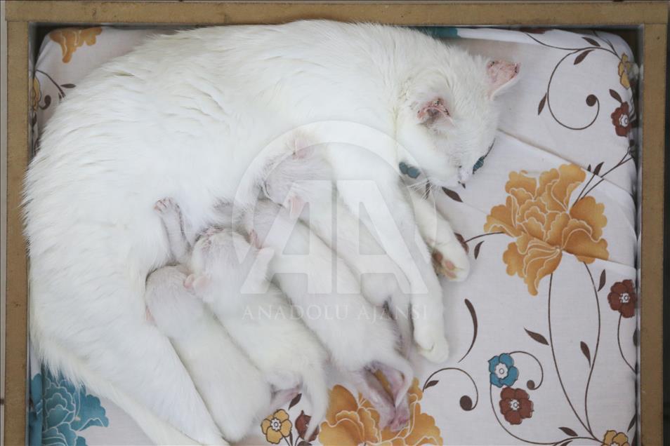 Van kedileri "özel havuzlar"da yüzecek