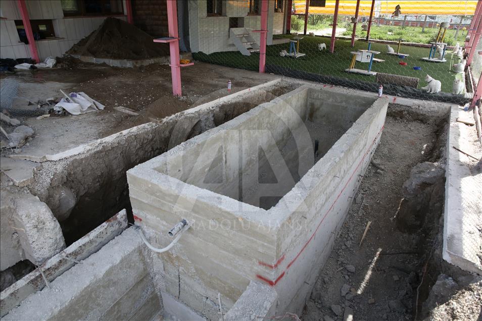 Van kedileri "özel havuzlar"da yüzecek