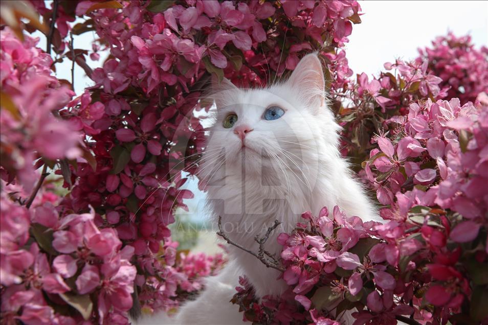 Van kedileri "özel havuzlar"da yüzecek