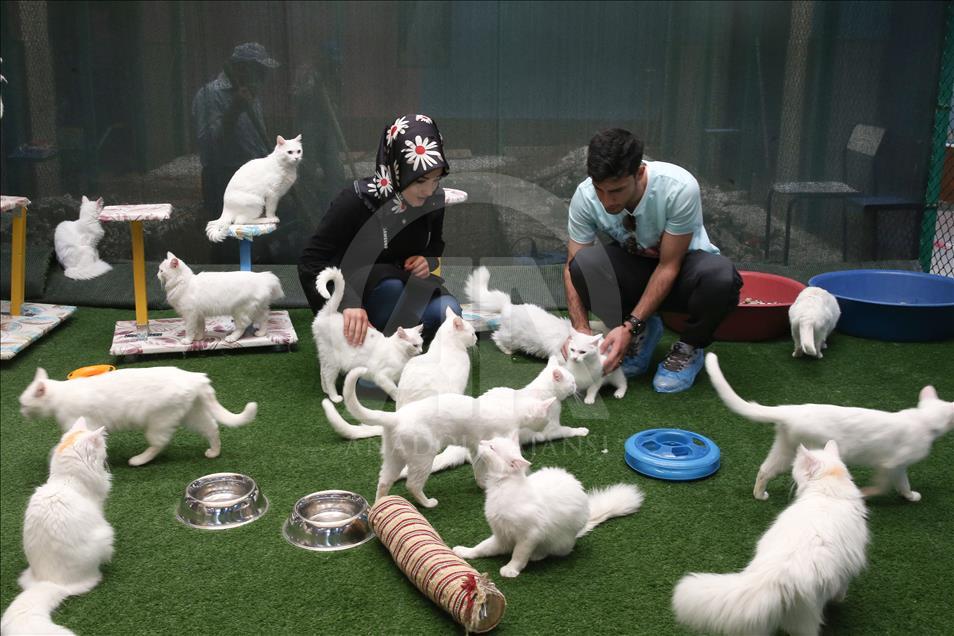 Van kedileri "özel havuzlar"da yüzecek