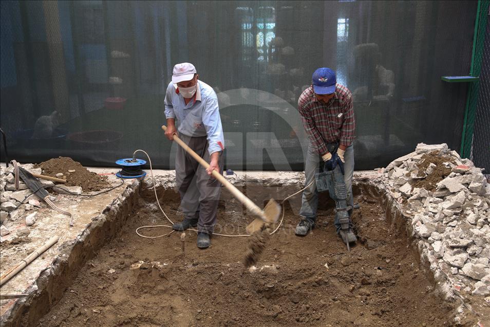 Van kedileri "özel havuzlar"da yüzecek