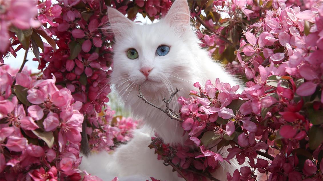 Van kedileri "özel havuzlar"da yüzecek