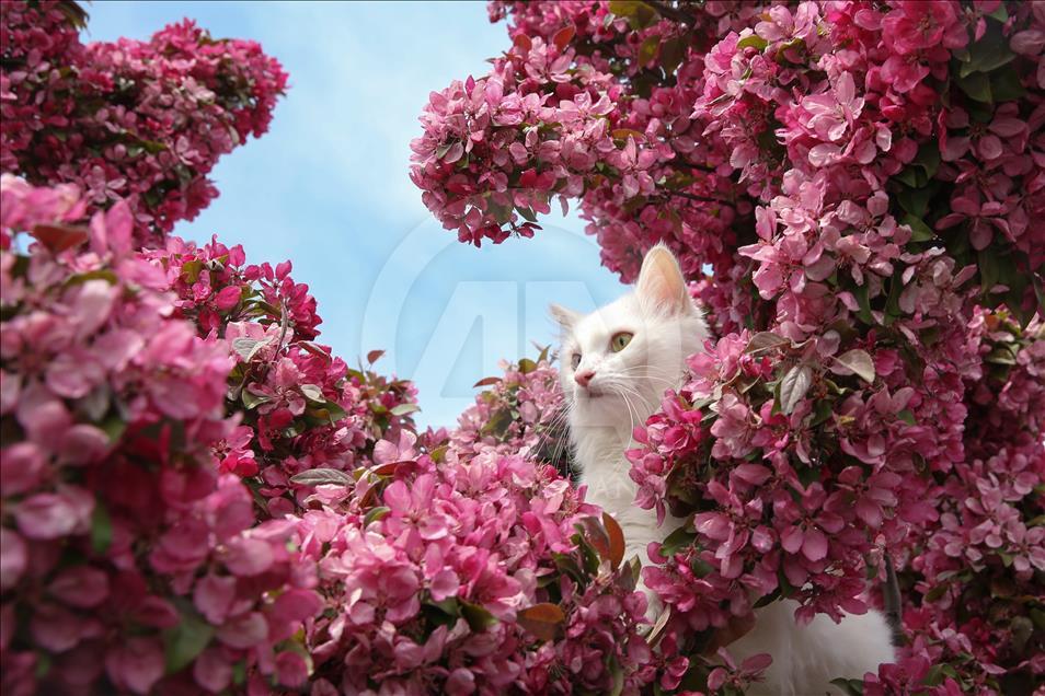 Van kedileri "özel havuzlar"da yüzecek