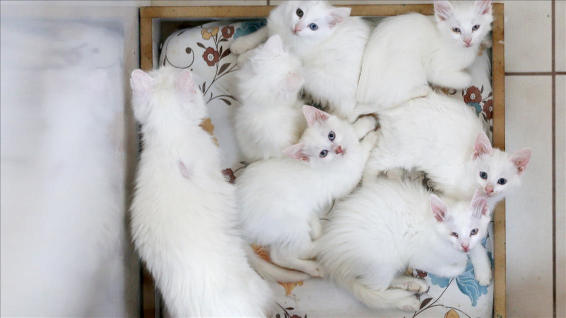 Van kedileri "özel havuzlar"da yüzecek