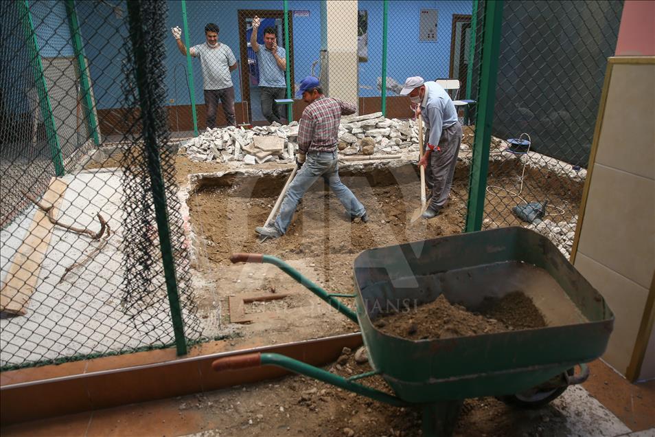 Van kedileri "özel havuzlar"da yüzecek