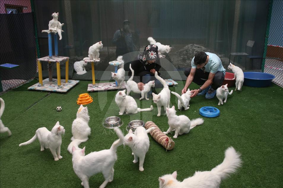 Van kedileri "özel havuzlar"da yüzecek