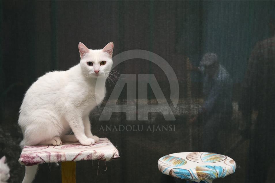 Van kedileri "özel havuzlar"da yüzecek