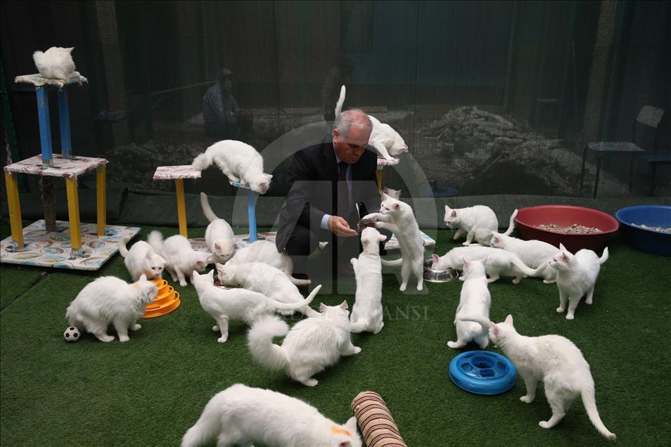 Van kedileri "özel havuzlar"da yüzecek