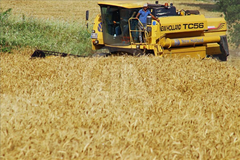Çukurova'da buğday hasadı erken başladı
