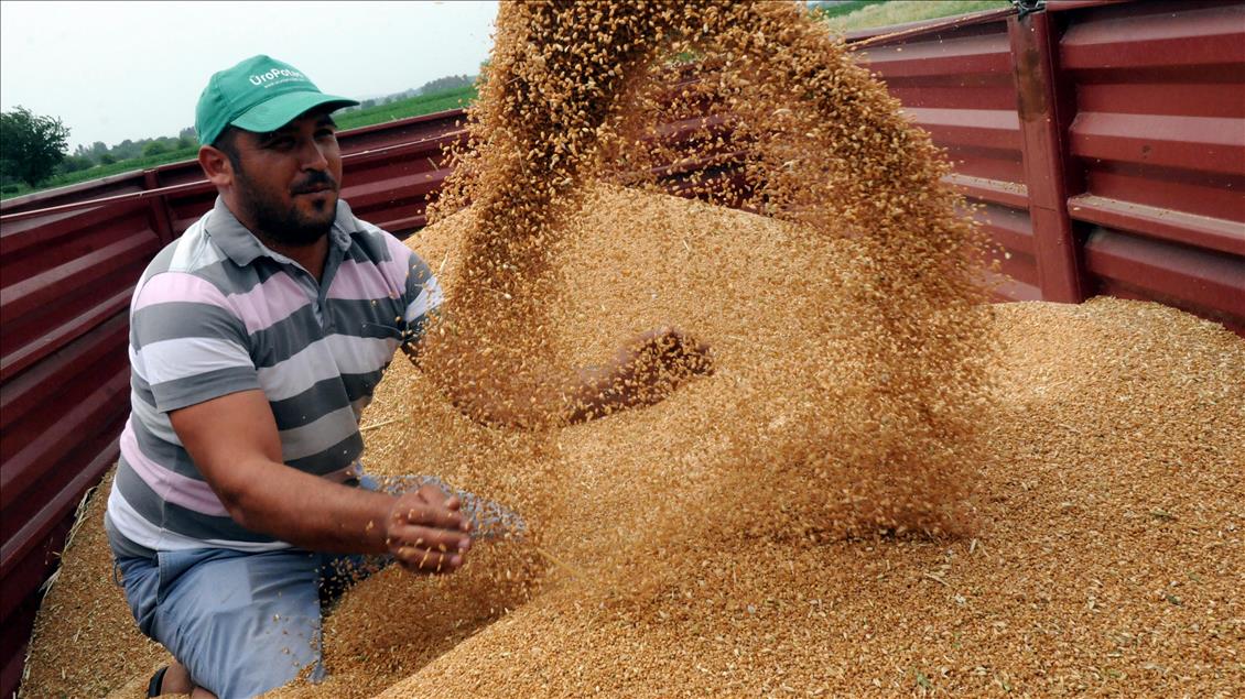 Çukurova'da buğday hasadı erken başladı
