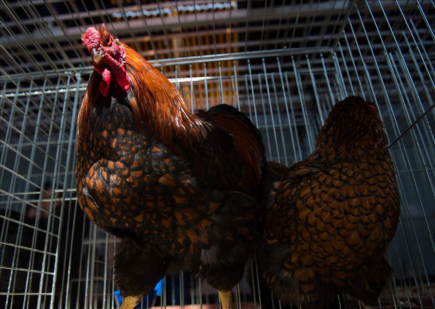 Pameran ayam tercantik sedunia di Polandia