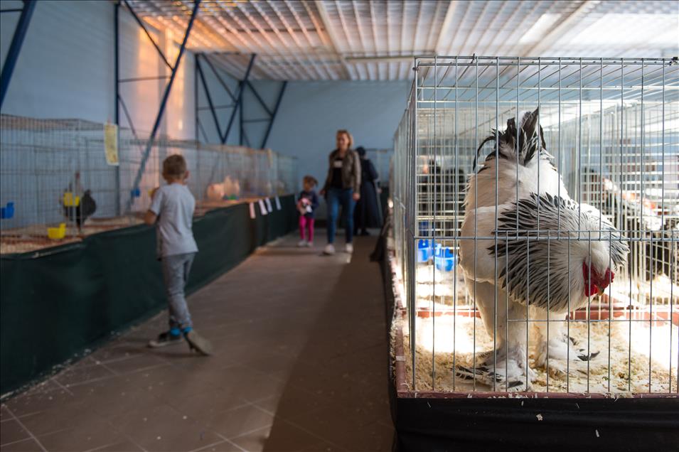 Pameran ayam tercantik sedunia di Polandia