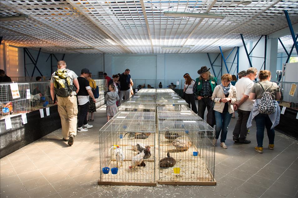 Pameran ayam tercantik sedunia di Polandia