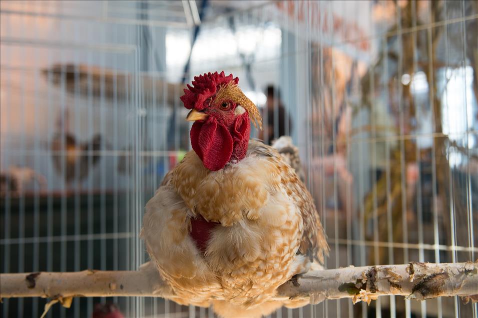 Pameran ayam tercantik sedunia di Polandia