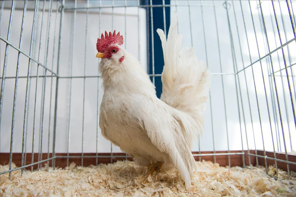 Pameran ayam tercantik sedunia di Polandia