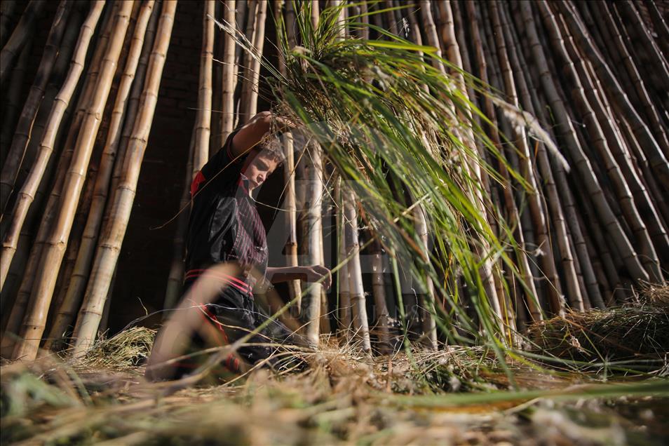 Warga Mesir lestarikan tradisi dengan anyaman daun palem