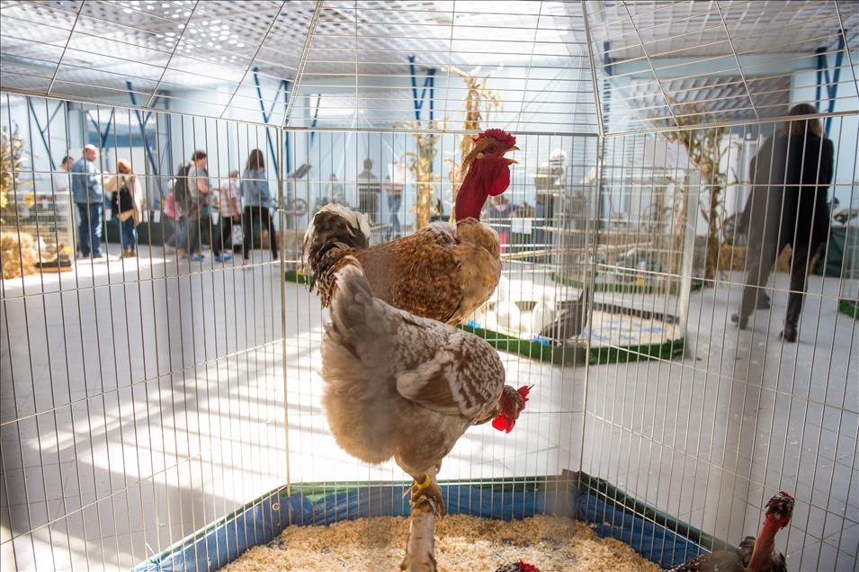 Pameran ayam tercantik sedunia di Polandia