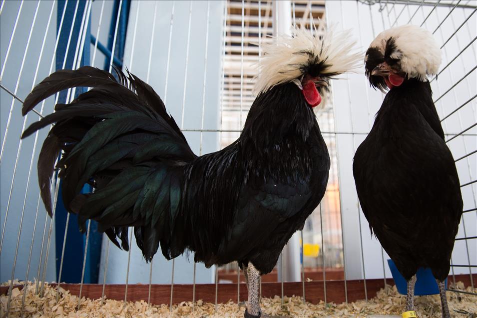 Pameran ayam tercantik sedunia di Polandia