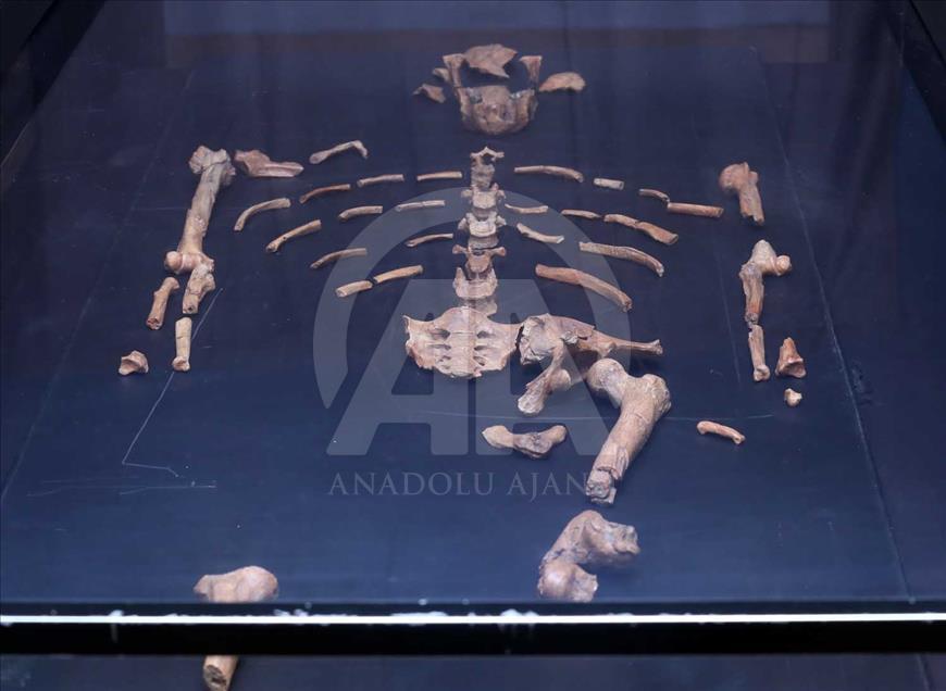 Lucy, Ardi y Salam, los ancestros más antiguos de la humanidad