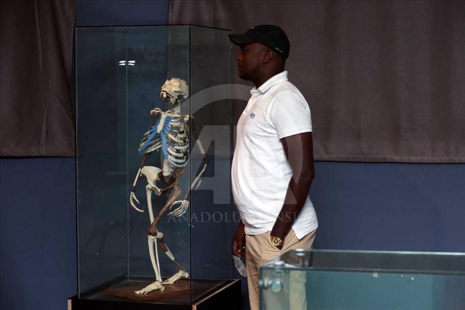 Lucy, Ardi y Salam, los ancestros más antiguos de la humanidad