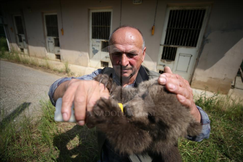 15 años al cuidado de los osos en Turquía