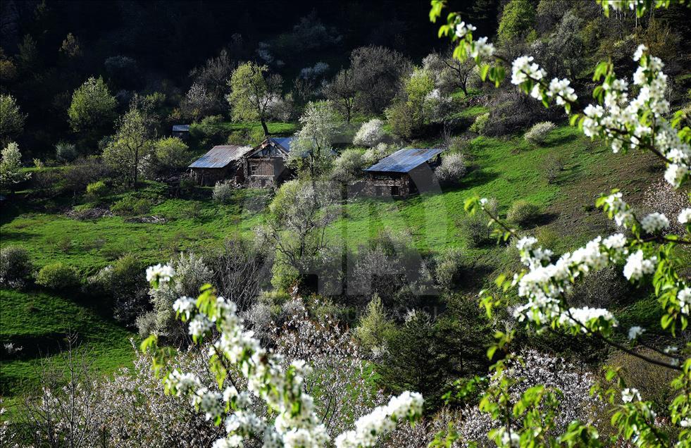 Doğu Karadeniz'de ilkbahar bir başka güzel