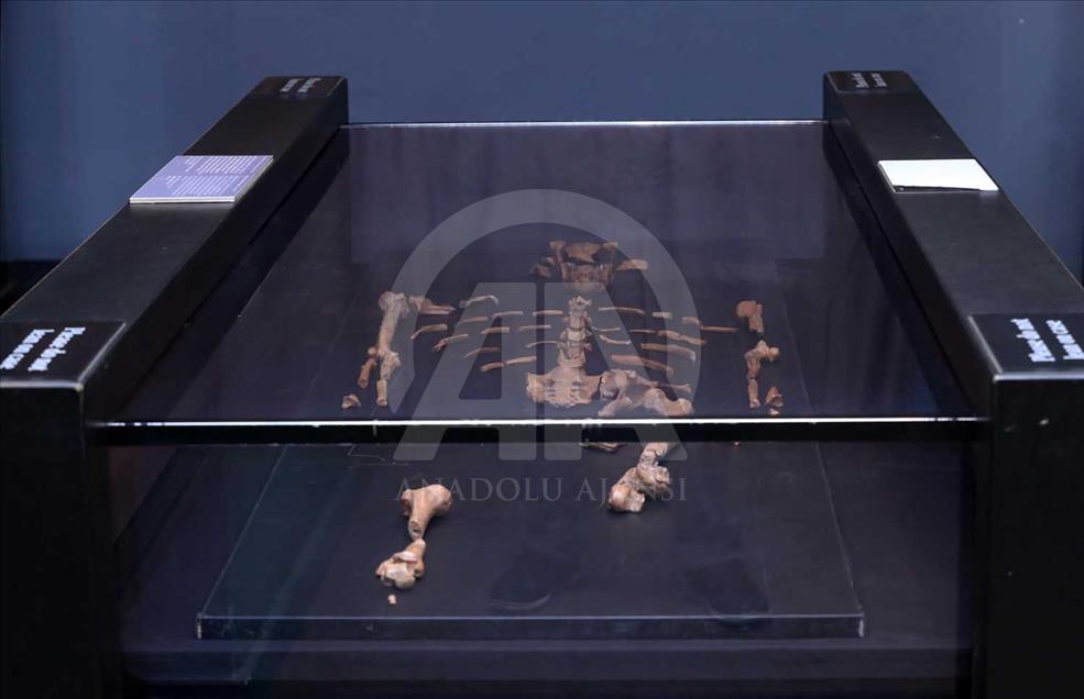 Lucy, Ardi y Salam, los ancestros más antiguos de la humanidad