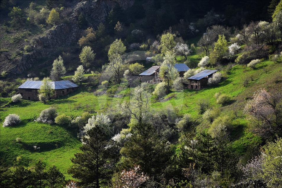 Doğu Karadeniz'de ilkbahar bir başka güzel