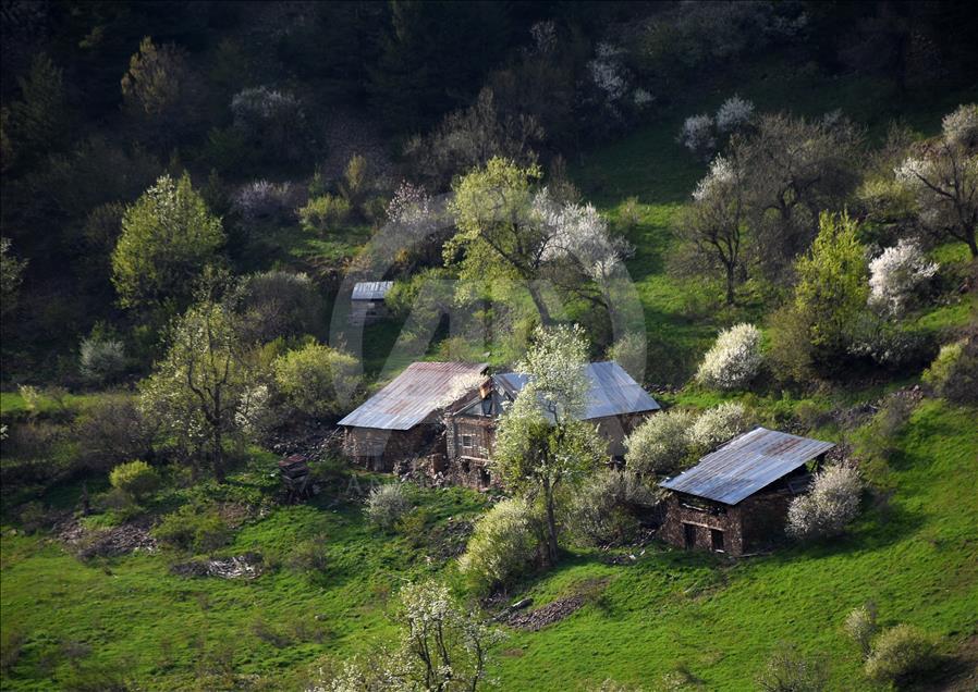 Doğu Karadeniz'de ilkbahar bir başka güzel