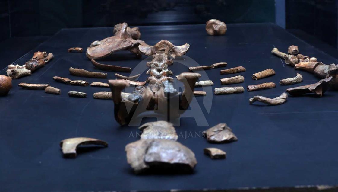 Lucy, Ardi y Salam, los ancestros más antiguos de la humanidad