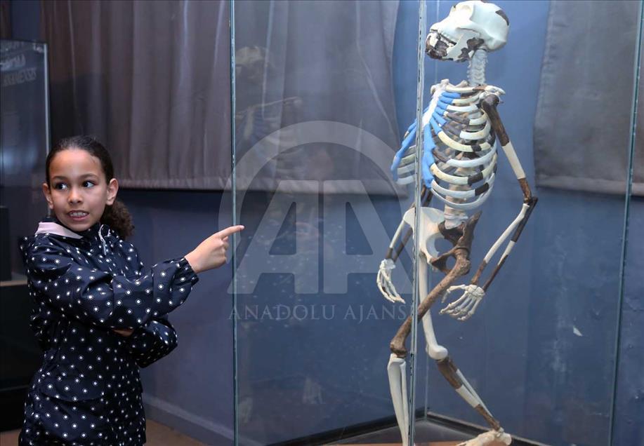 Lucy, Ardi y Salam, los ancestros más antiguos de la humanidad